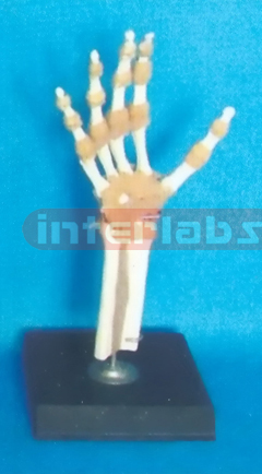 ADVANCED BIG L-ARM JOINT FUNCTIONAL MODEL (ASIA)